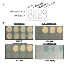 HOS1 단백질과 FVE 단백 질, EBS 단백질과의 yeast two hybrid assay