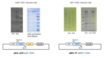 Pull down assay와 in vitro ubiquitination assay를 수행하기 위한 MBP-HOS1 단백질과 GST-HOS1 단백질의 발현조사