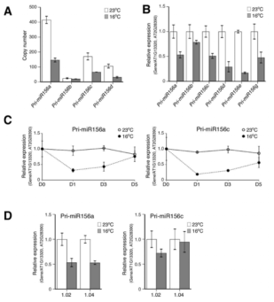 miR156의 transcript level 분석