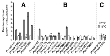대기온도에 따른 pri-miRNA의 발현 분석