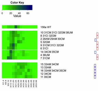 23도에서 MIR156A-LS의 개화 시기 heatmap (T1 세대)