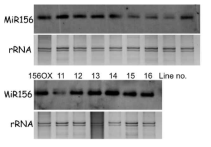 MIR156A-LS에서 miR156a mature 발현량