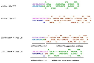 pri-miR156/pri-miR172 swapping 구조변 이체 디자인