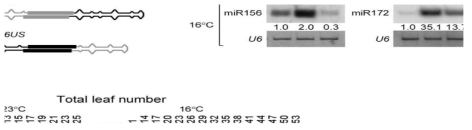 miRNA 이차구조의 base pairing stability 분석