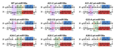 NMR 실험에 쓰인 9가지 miR156a sequence sample