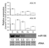 miR156, AGL15, AGL18의 Arabidopsis 조직별 발현 패턴