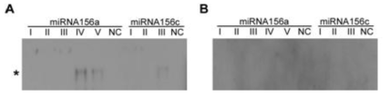 miR156 (a,c) promoter내의 CArG motifs와 AGL15, AGL18 protein과의 결합유무 확인