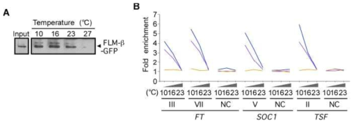 SVP-FLM-beta repressor complex의 activity 변화