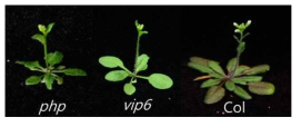 서로 다른 온도에서 VIP6와 PHP 유전자의 돌연변이체의 개화시기 표현형