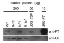 FT 단백질 특이적 항체 를 이용한 western blot analysis