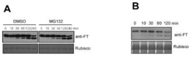 FT과량발현 형질전환 애기장대 (A)와 야생형 애기장 대 (B)를 이용한 in vitro protein degradation assay