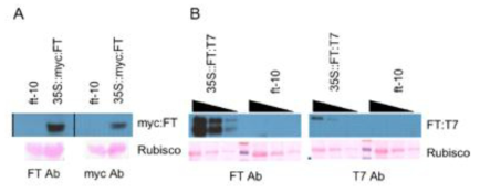 myc:FT와 FT:T7 단백질의 과량발현체를 이용한 western blot analysis