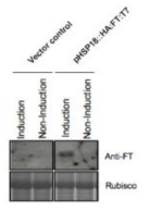 Inducible system을 이용한 FT 단백질의 induction