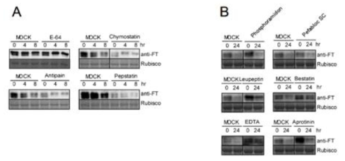 Inducible system을 이용한 FT 단백질의 in vitro protein degradation assay와 다양한 protease inhibitor의 효과 확인