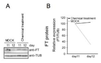 야생형 애기장대에서 FT 단백질 분해에 대 한 chymotrypsin protease inhibitor의 효과 확인