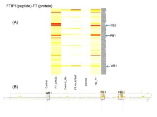 FTIP1 (peptide)과 FT (protein)의 peptide array 결과