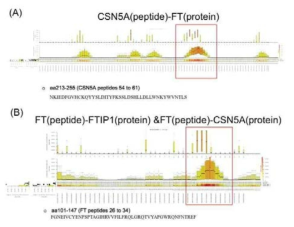 CSN5a와 FT 단백질과의 binding motifs