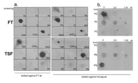 Protein-lipid overlay assay