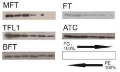 Liposome association assay