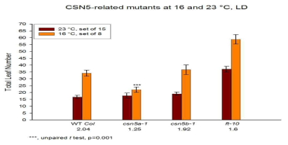 23°C와 16°C에서 CSN5a (csn5a-1)와 CSN5B (csn5b-1) 의 돌연변이체에서의 개화 표현형