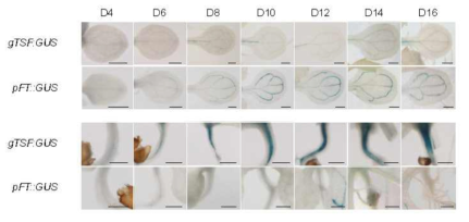 gTSF::GUS와 pFT::GUS 식물체에서의 날짜별 TSF-GUS와 FT-GUS의 발현양상