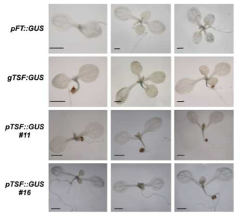 pTSF::GUS 식물체의 TSF-GUS 발현 양상