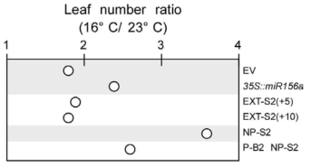 MIR156A-US의 Leaf number ratio (LNR) (T3 세대)