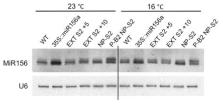 Pri-miR156a upper stem 구조변이체 (MIR156A-US)에서 miR156 발현 분석