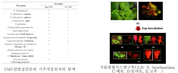 CMV감염성클론 및 벡터를 활용한 기주결정인자의 탐색(좌) 및 식물발현시스템 구축(우)