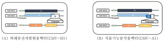 외래유전자의 발현 및 식물기능분석용 CMV 벡터의 최적화를 위한 모식도.