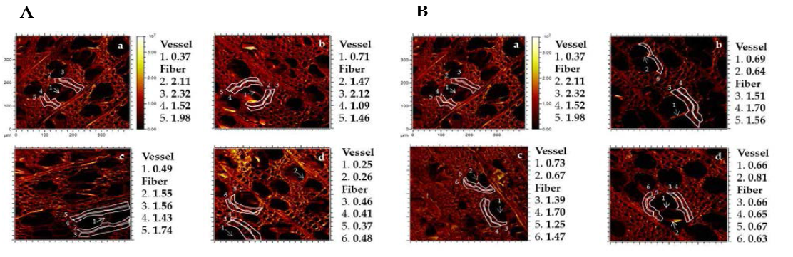 S/G ratio on cell wall of dilute acid pretreated biomass