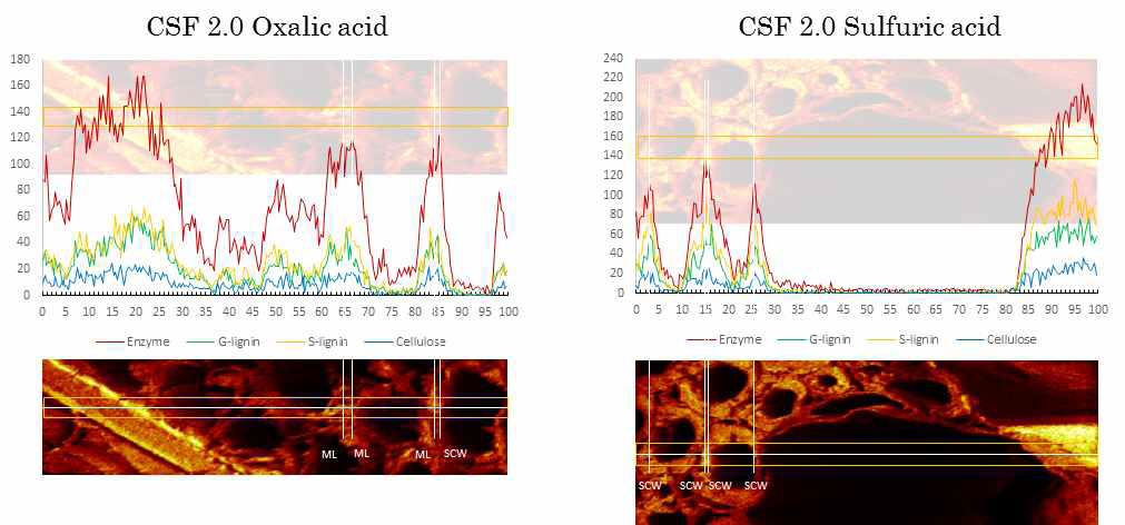Line intensity profiles for G, S lignin ions and enzyme across the fiber cell wall after dilute acid pretreated & enzymatic hydrolysis.