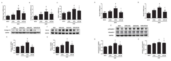 RT-PCR 및 Western blot 실험을 통해 collagen 3, TGF-beta1과 phospho-Smad2/3 의 발현 정도 를 비교함.