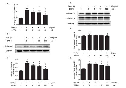 RCF cell에서 collagen type을 RNA 레벨에서 확인을 하 고, TGF-beta 및 phospho-Smad2/3 의 발현 정도를 western blot을 통해 비교함.