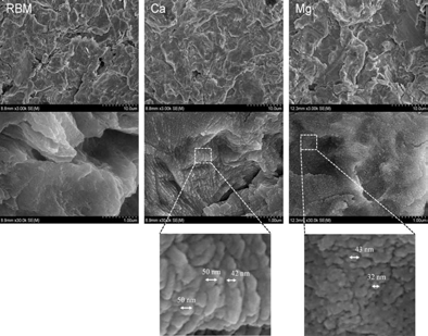 FE-SEM images of investigated surfaces.