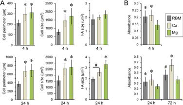 (A) Cell size, cell perimeter and focal adhesion size of spread cells on the investigated surfaces at 4 and 24 h of culture, (B) Early cell adhesion and proliferation at 4, 24 and 72 h.