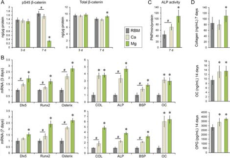 (A) ELISA results showing protein production levels of phosphorylated and total beta-catenin in cells grown on the investigated samples at 3 and 7 days. (B) Real-time PCR analysis results showing the expression levels of transcription factor genes (Dlx5, Runx2 and osterix) and osteoblast-related genes (collagen, ALP, BSP and OC), (C) ALP activity, (D) ELISA results showing the protein secretion level of collagen, osteocalcin (OC) and osteoprotegerin (OPG).