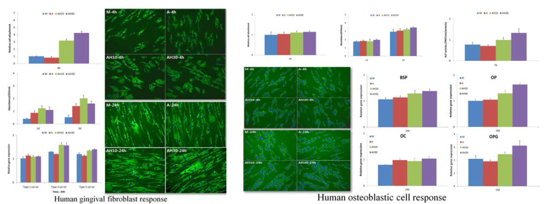 (Left) Early attachment, proliferation, real time PCR analysis results and CLSM images of human gingival fibroblast cells to investigated surfaces. (Right) Early attachment, proliferation, ALP activity, real-time PCR analysis results showing the expression levels of osteoblast-related genes (BSP, osteopontin, osteocalcin and OPG), and CLSM images of human osteoblastic cells to investigated surfaces.