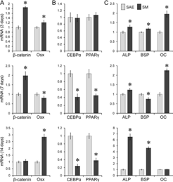 Quantitative real-time PCR analysis of the levels of mRNA for β-catenin and osterix (A), CEBPa and PPARγ (B) and ALP, BSP and osteocalcin (C) and 3, 7 and 14 days of culture. Figure 5. (Right) ELISA results of osteocalcin protein expression level secreted into cell culture media by adherent ST2 cells at 7 and 14 days of culture.