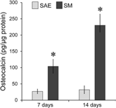 ELISA results of osteocalcin protein expression level secreted into cell culture media by adherent ST2 cells at 7 and 14 days of culture.