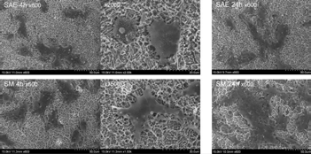 FE-SEM images showing cell spreading