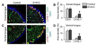 K14-VEGF-C (K14VC) 마우스를 이용하여 구강 점막 하 림프관을 증가해있는 동물 모델을 확립함.
