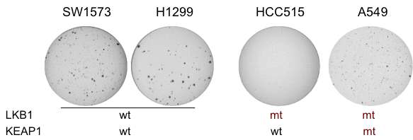 The HCC515 LKB1 mutant cells with wild-type KEAP1 cannot grow in soft agar.