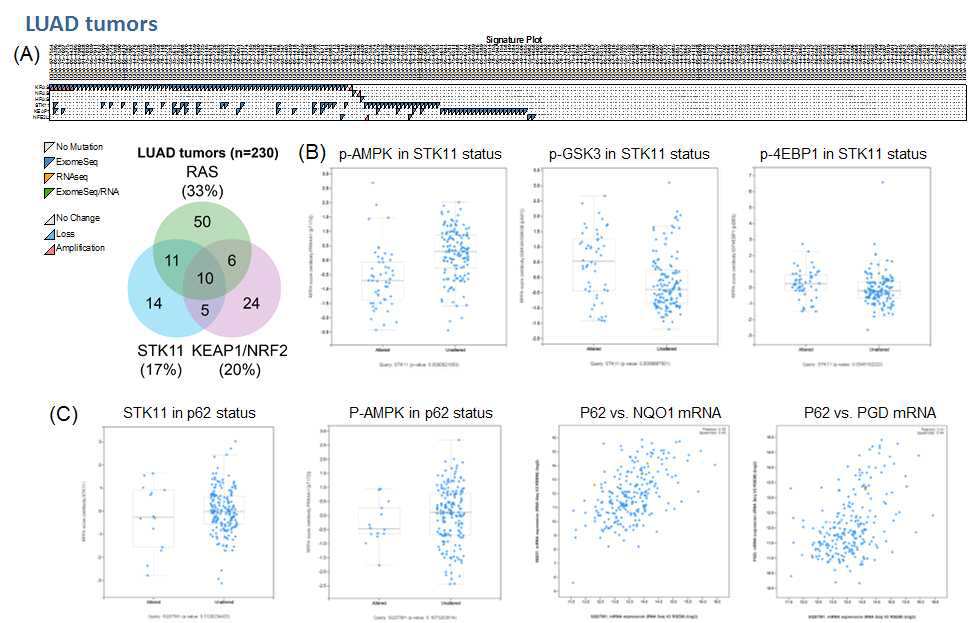 TCGA data analysis in LUAD samples.