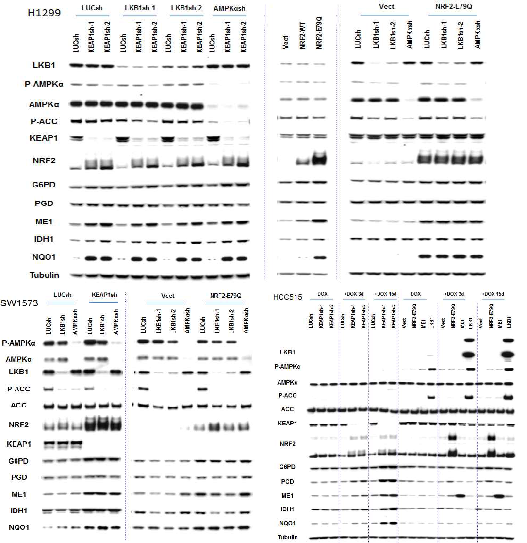 Establishment of LKB1-AMPK and KEAP1-NRF2 modified lung cancer cell lines (H1299, SW1573 and HCC515) by stably expressing each shRNA or cDNA.