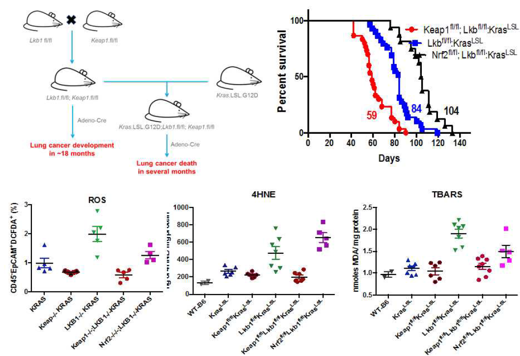 Establishment and phenotype analysis of LKB1/KEAP1/KrasG12D GEM model.