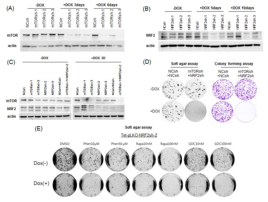 The efficacy of novel combination therapy targeting both mTOR and NRF2 in LKB1/KEAP1 mutated lung cancer cells.