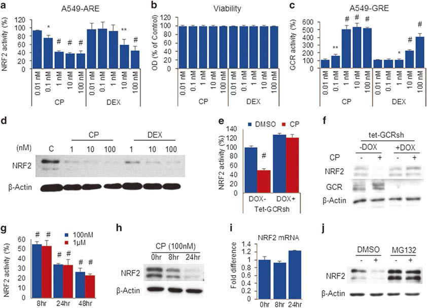 CP induces GCR-dependent proteasomal degradation and inhibition of NRF2.