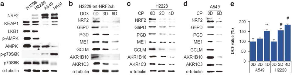 CP inhibits the antioxidant function of NRF2.