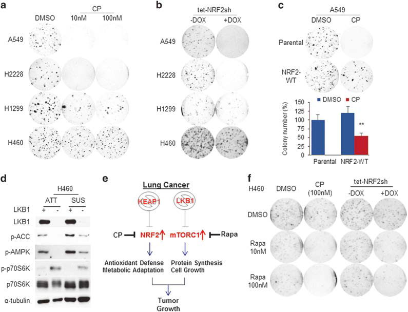 CP alone or in combination with rapamycin or methotrexate potently inhibits AI growth of cancer cells harboring mutations in KEAP1 or both KEAP1 and LKB1.